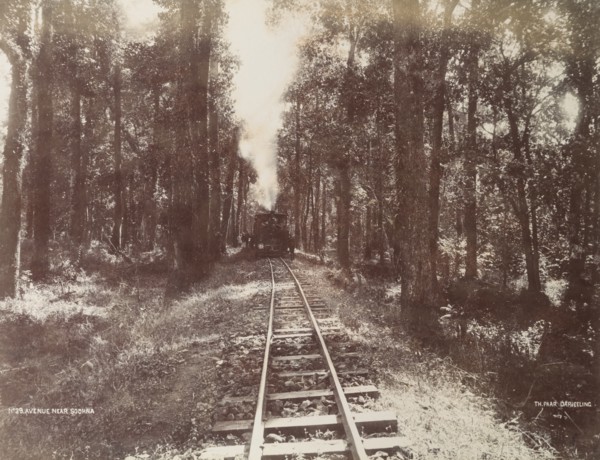 Darjeeling Hill Railway, near Sookna