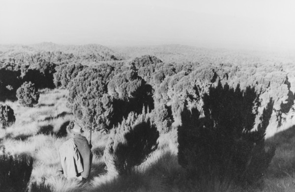 Heathland on Mount Kenya