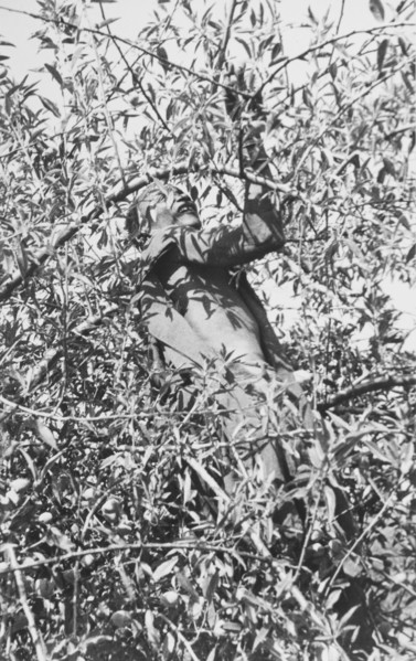 Picking coffee, Kenya