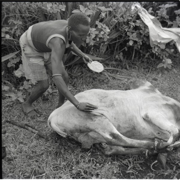 Castration