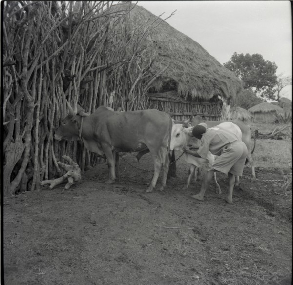 Cattle returning from ploughing
