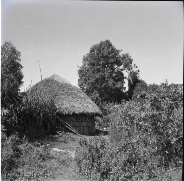 Homestead