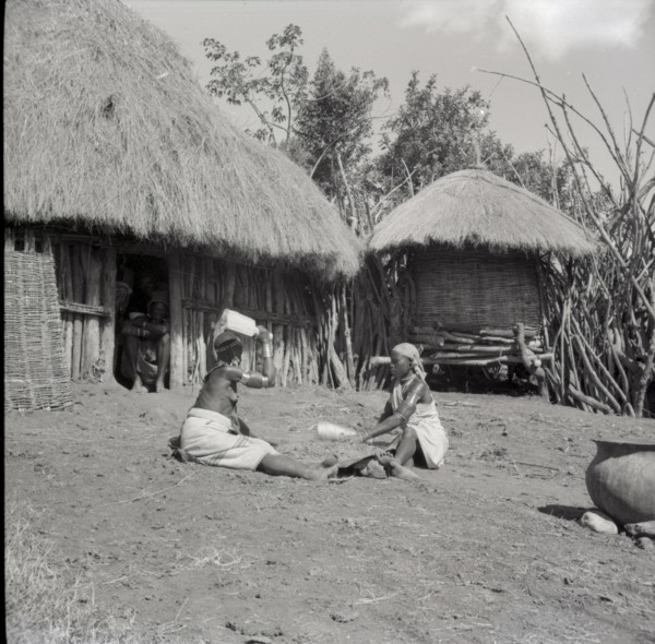 Isubo: Sisters threshing