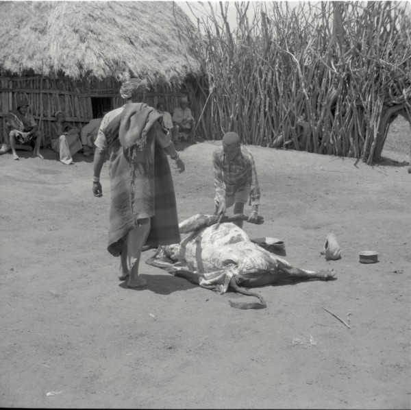 Removing right foreleg