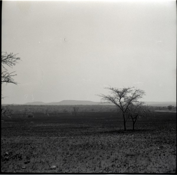 Serengheti plains and very distant animals