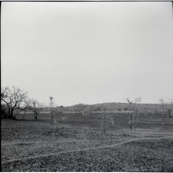 Serengheti plains and very distant animals