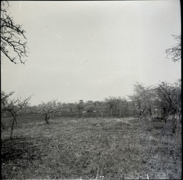 Serengheti plains and very distant animals