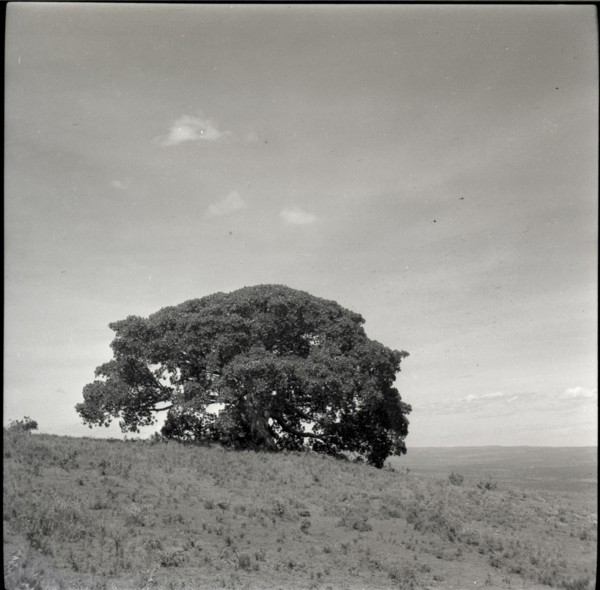 Tree of inyangi (isubo?) on edge of escarpment