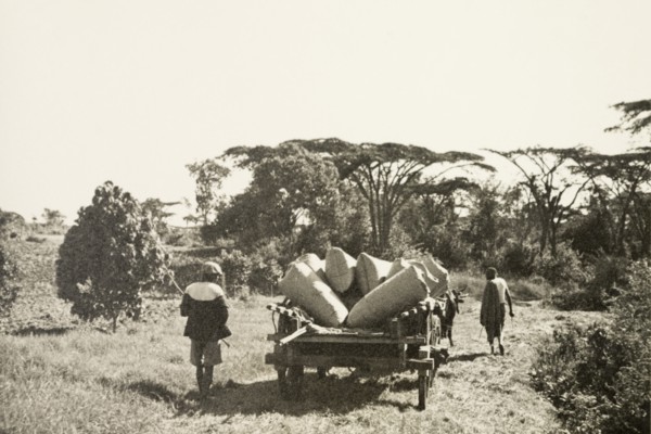 Transporting pyrethrum