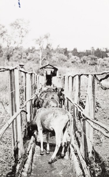 Calves going out of dip