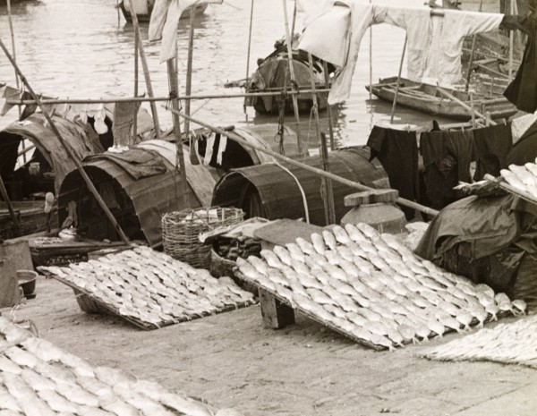 A fisherman's catch at Macau
