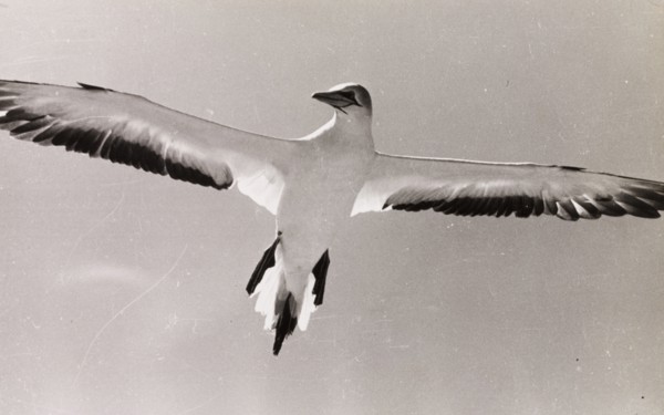 Adult gannet in flight