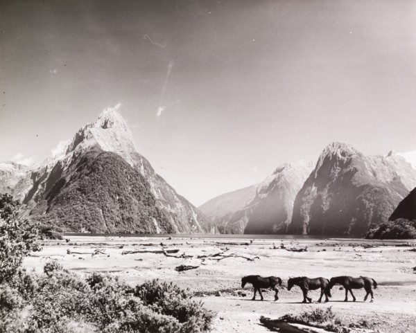 Horses at Milford Sound