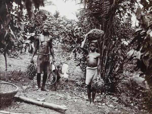 View of two figures with bunches of palm kernels in cultivated grove