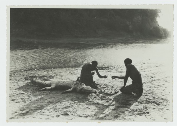 Dead crocodile in Webi Shebelli River, Somalia