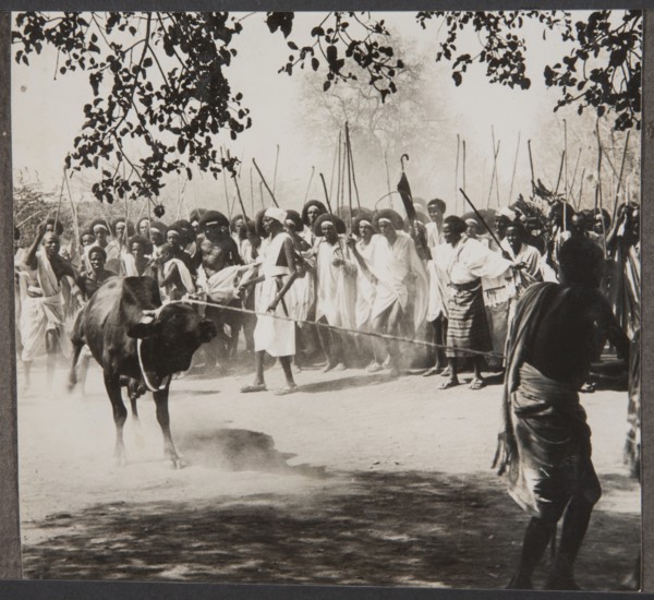 Preparation for a bull fight