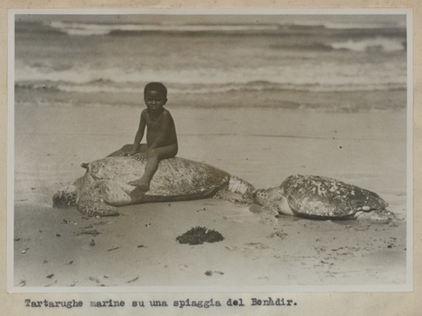 Boy with sea turtles on the beach, Benadir