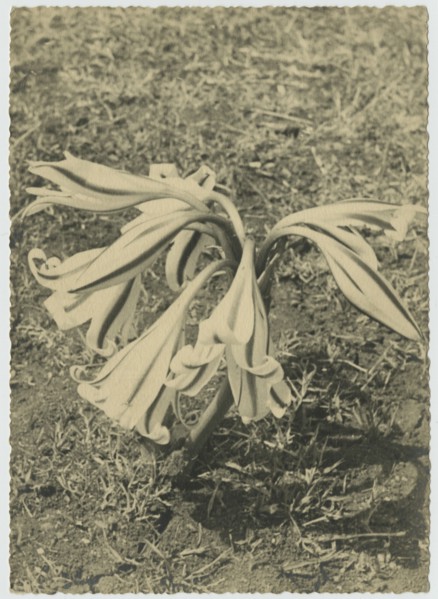 Flower, Somalia