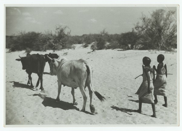 Somali girls driving cattle