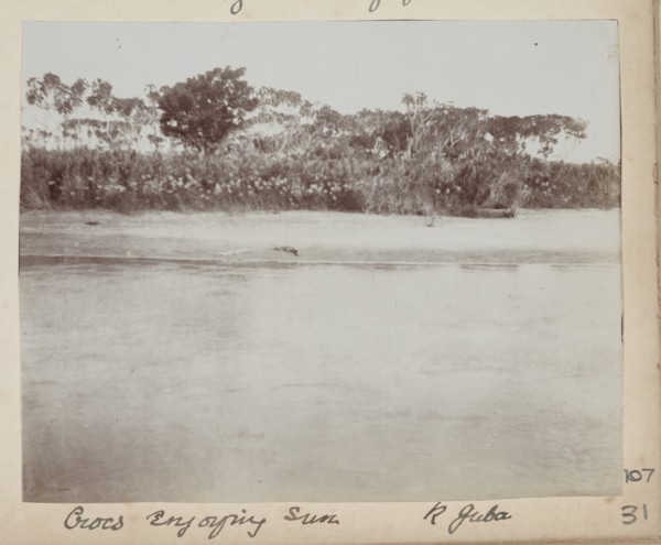 Crocodiles, River Juba