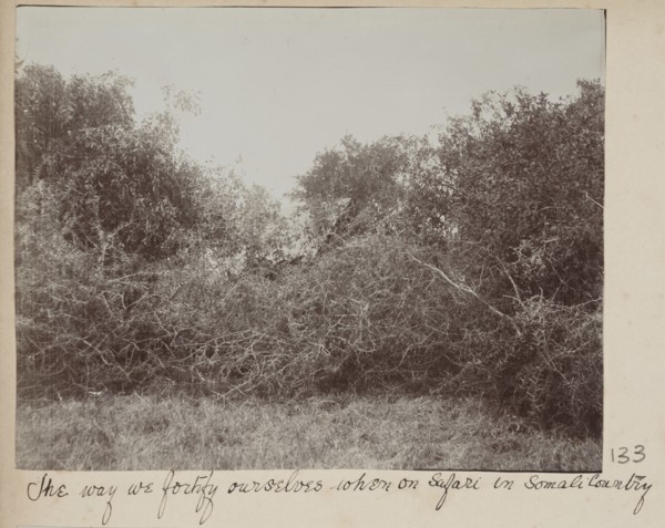 Somali bush country