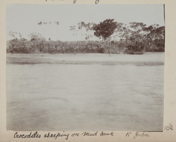 Crocodiles sleeping on mud bank