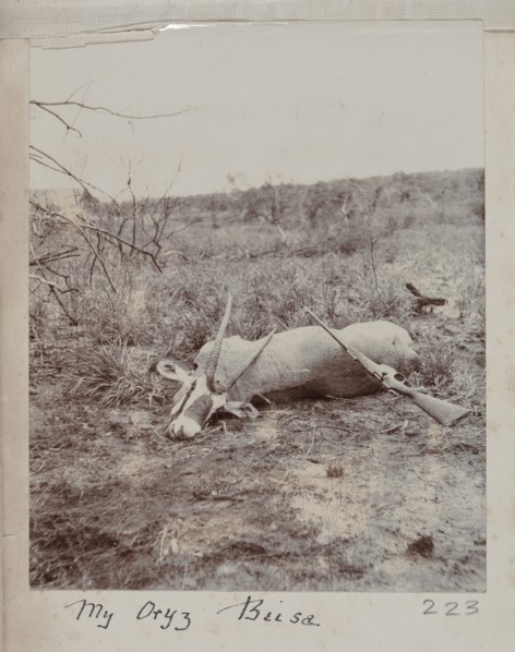 Hunted oryx beisa
