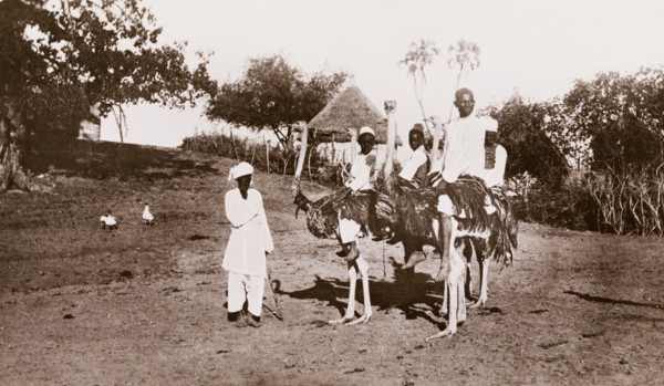 Four Sudanese men and boys mounted on ostriches at Wad Medani