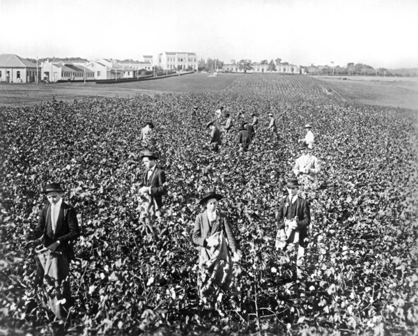 Picking Cotton