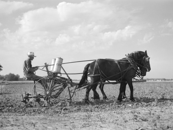 Farmer Fertilizing Corn