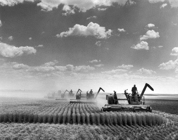 Combine Harvesting Wheat