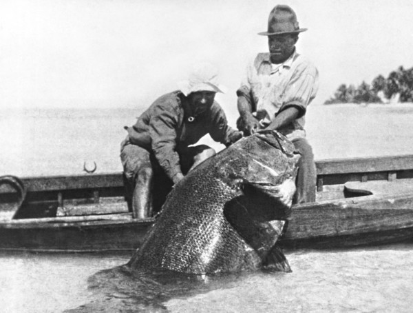 817 Pound Grouper