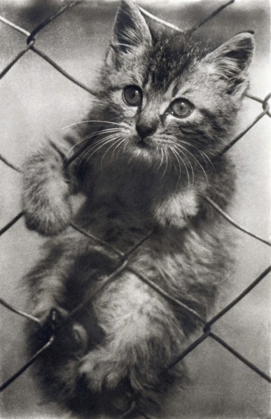 Fenced In Kitten