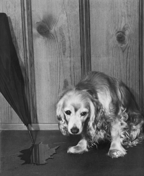 Guilty Looking Dog