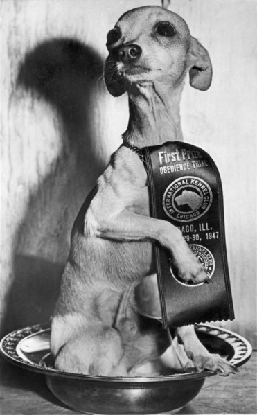 Champion Chihauhau