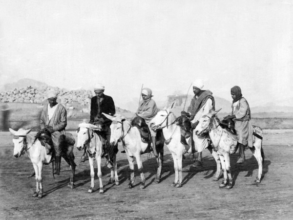 Egyptian Donkeys