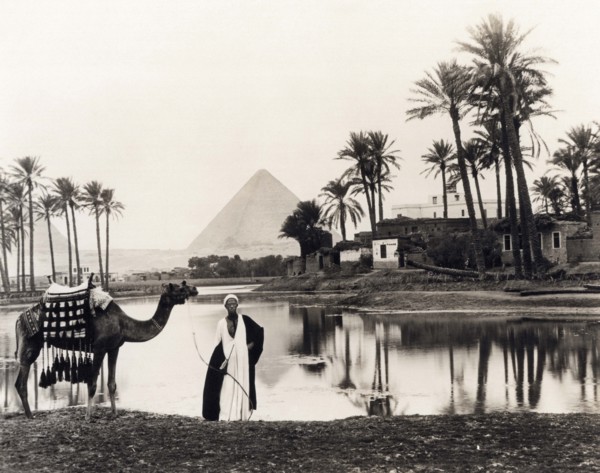 Pyramids Of Giza Oasis