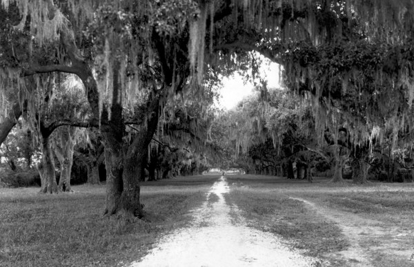 Pakenham's Oak Trees