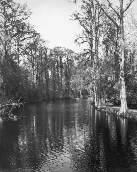 Louisiana Bayous