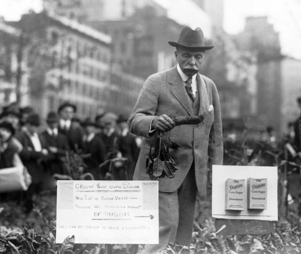 Growing Sugar In New York City
