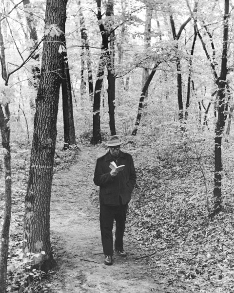 Man Reading In The Woods