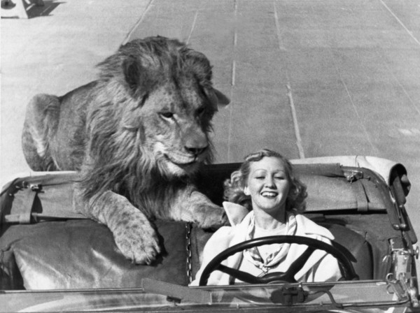 Lion Takes A Daily Ride