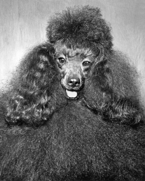 A Poodle And His Hairdo