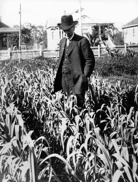 Luther Burbank In His Garden