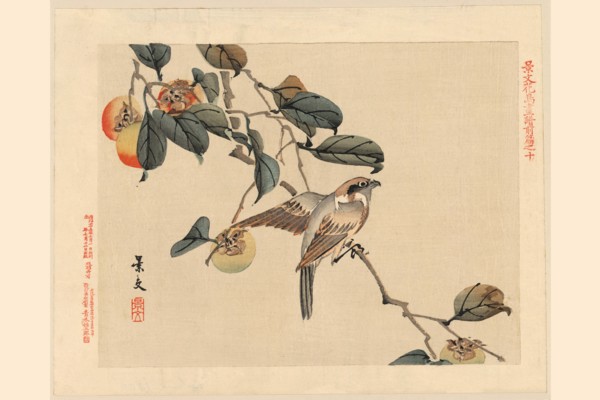 Hawk and Peaches 1850