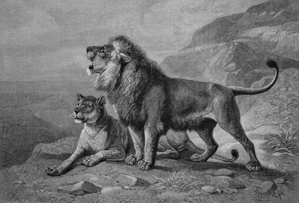 Lions (panthera leo