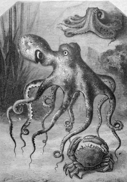 Octopuses and a crab