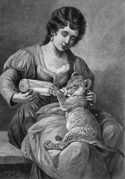 Lion infant