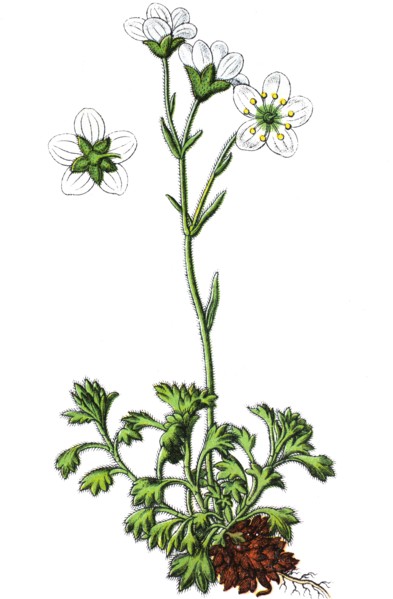 tufted saxifrage