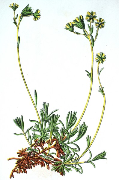 Musky saxifrage